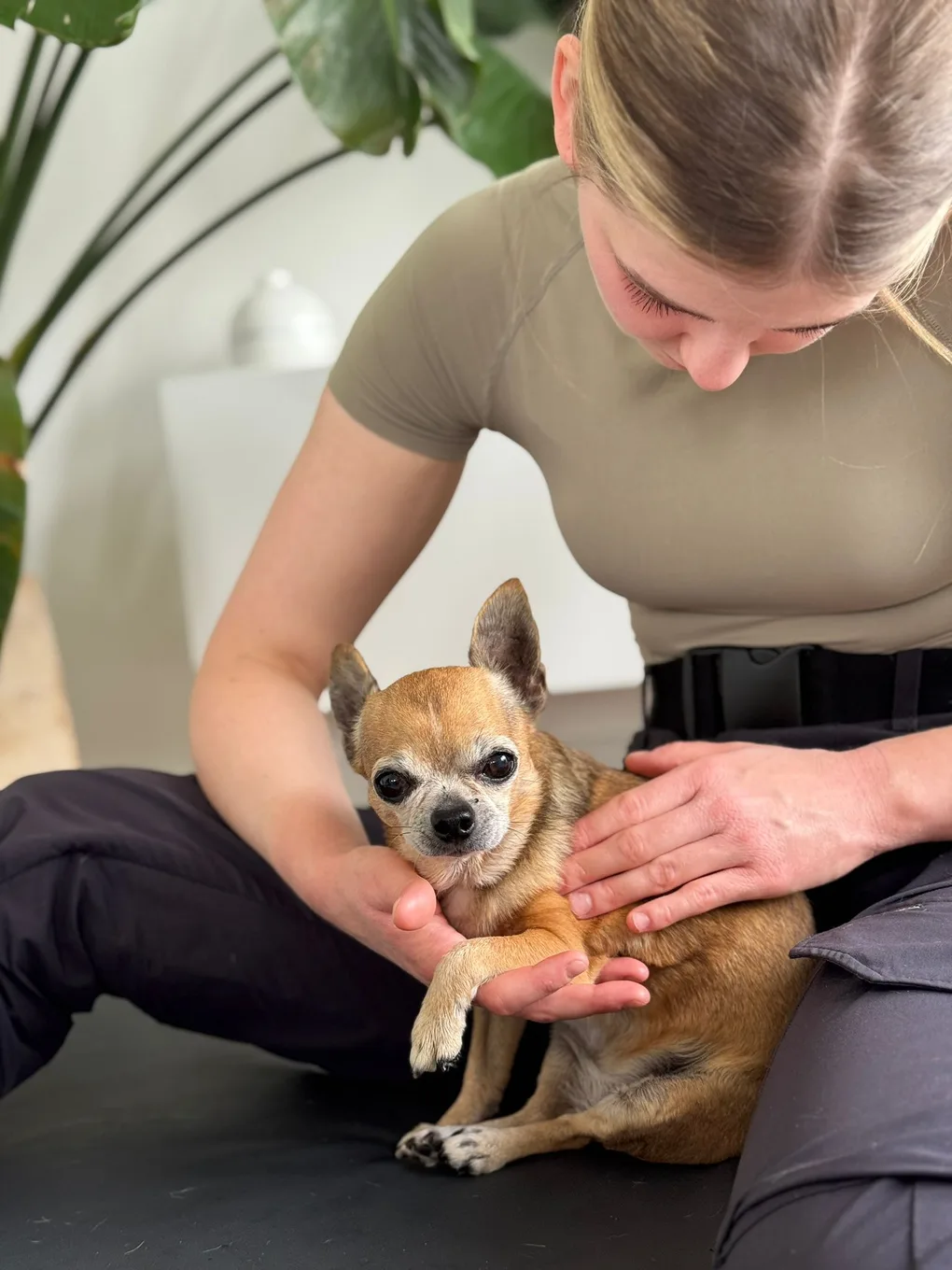 Sanfte manuelle Behandlung: Nala liegt entspannt auf der Behandlungsmatte