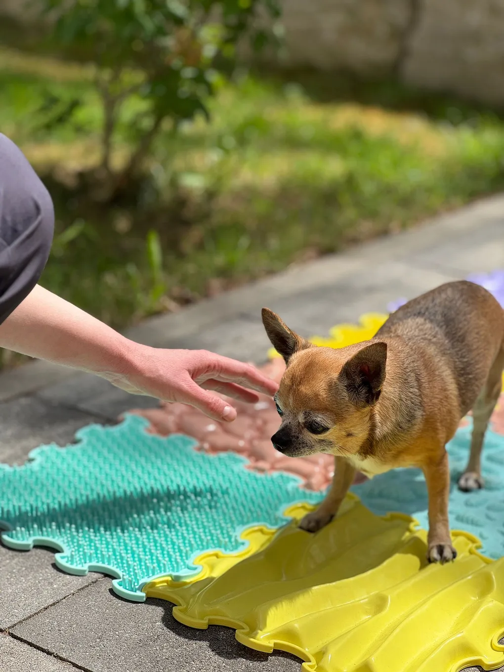 Nala läuft über bunte Sensormatten zum Wiederaufbau der Beweglichkeit
