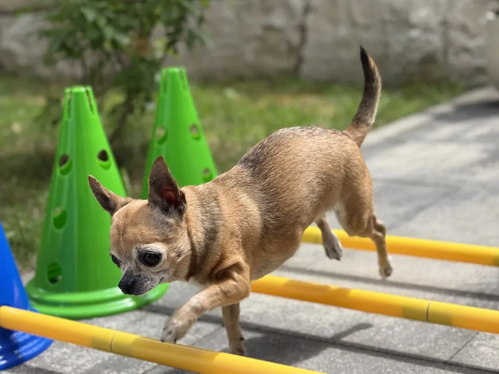 Hund springt über Cavaletti-Stangen beim Koordinationstraining